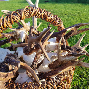 Roe and Red Deer Antlers