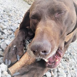 Antler Dog Chew